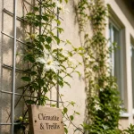 Plante pour couvrir un mur : clématite sur treillis, contre-jour sur façade